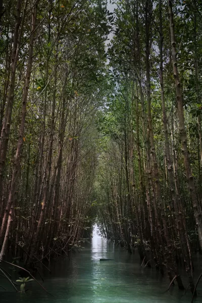 Pawa Mangrove Nature Park in Masbate City